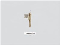 藏品(蟻蛉35)的圖片